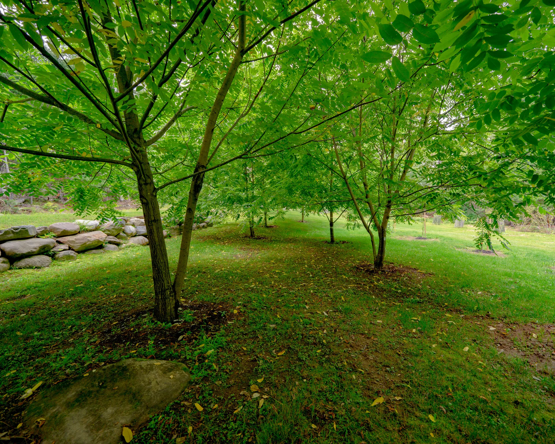 The walnut grove at Dragonwood
